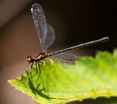 Austroargiolestes amabilis